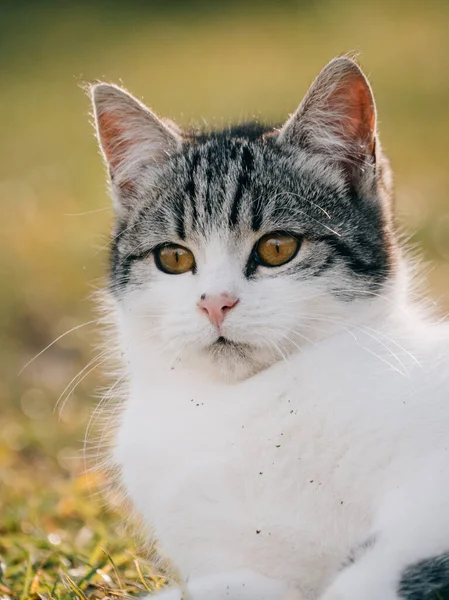 Bonito Jovem Gatinho Livre — Fotografia de Stock