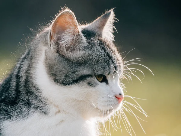 可爱的小猫在户外 — 图库照片