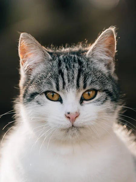 Bonito Jovem Gatinho Livre — Fotografia de Stock