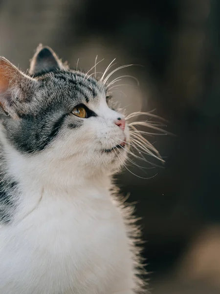 可愛いです若い子猫屋外 — ストック写真