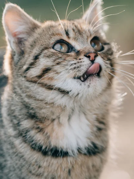 Schattig Jong Kitten Outdoor — Stockfoto