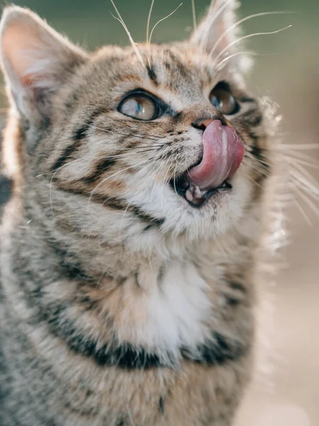 Kucing Muda Yang Lucu Luar — Stok Foto