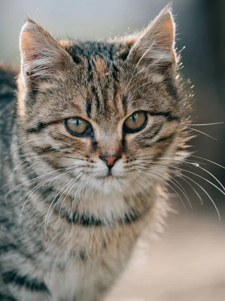 可愛いです若い子猫屋外 — ストック写真