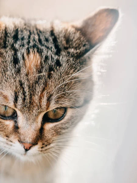 Bonito Jovem Gatinho Livre — Fotografia de Stock