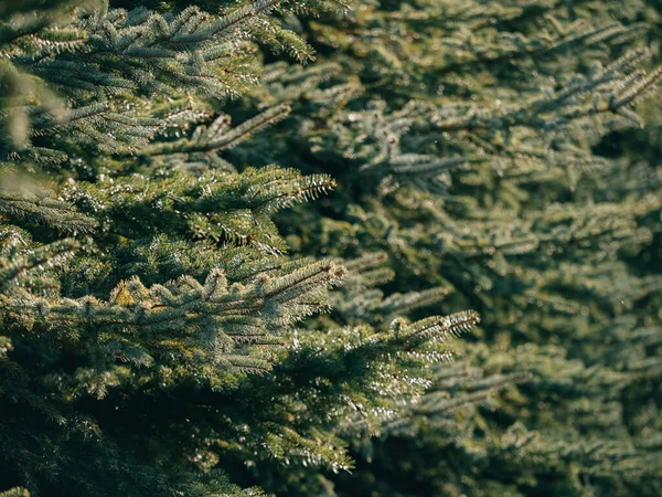 Pine Tree Close Details — Stock Photo, Image