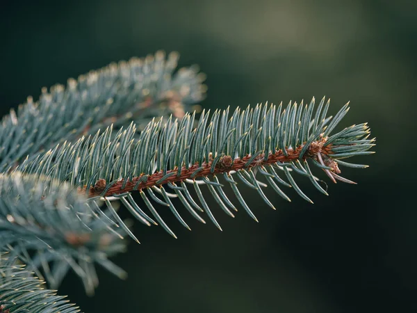 Pine Tree Close Details — Stock Photo, Image