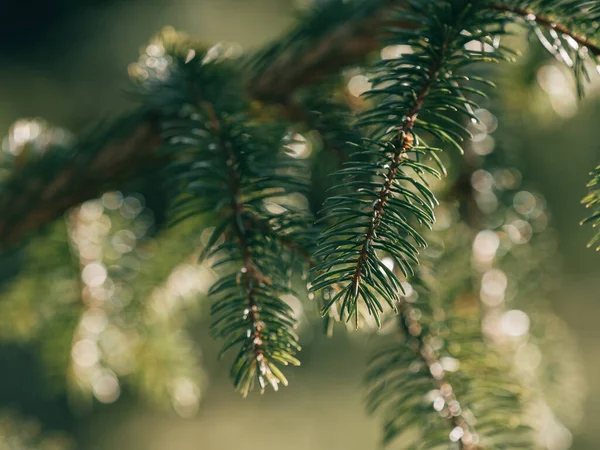 Pine Tree Close Details — Stock Photo, Image