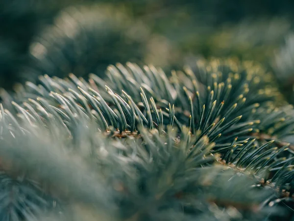 Pine Tree Close Details — Stock Photo, Image