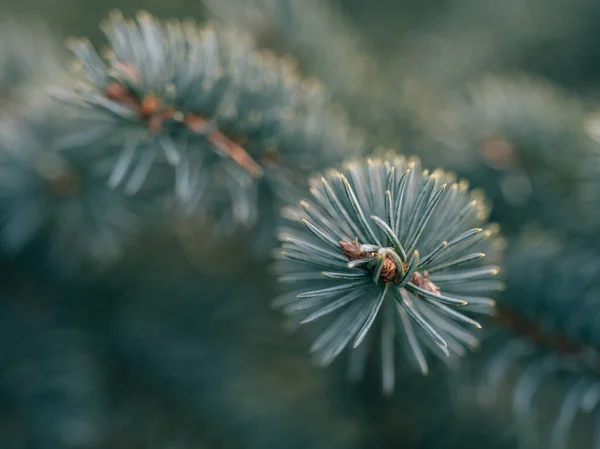 Pine Tree Close Details — Stock Photo, Image