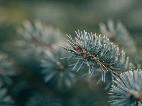 Pine Tree Close Details — Stock Photo, Image