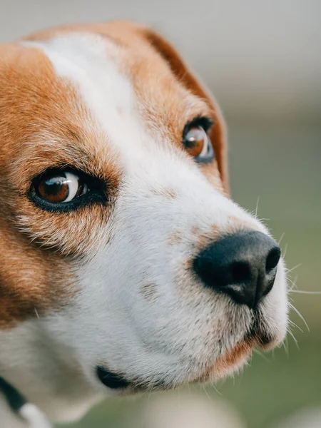 Πορτραίτο Σκύλου Χαριτωμένο Σκυλί Υπαίθριο — Φωτογραφία Αρχείου