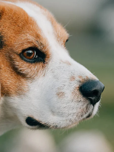 Beagle Kutya Portré Aranyos Kutya Szabadban — Stock Fotó