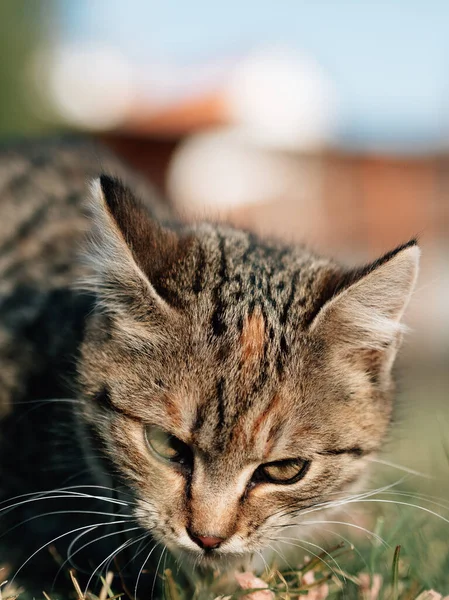 Gato Jardim Gatinho Bonito Livre — Fotografia de Stock