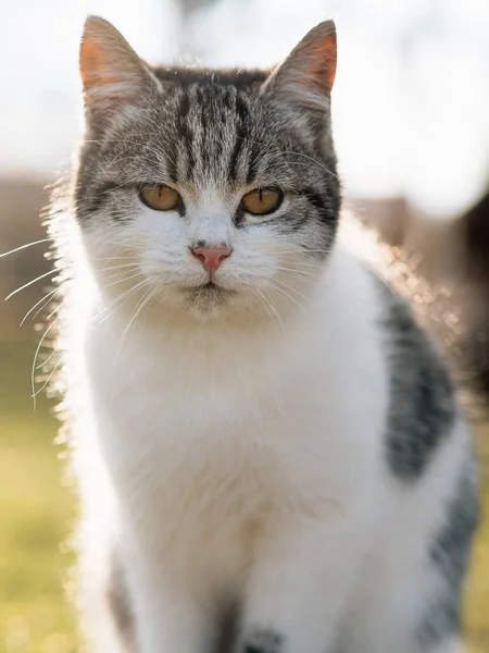 Gato Jardín Lindo Gatito Aire Libre — Foto de Stock