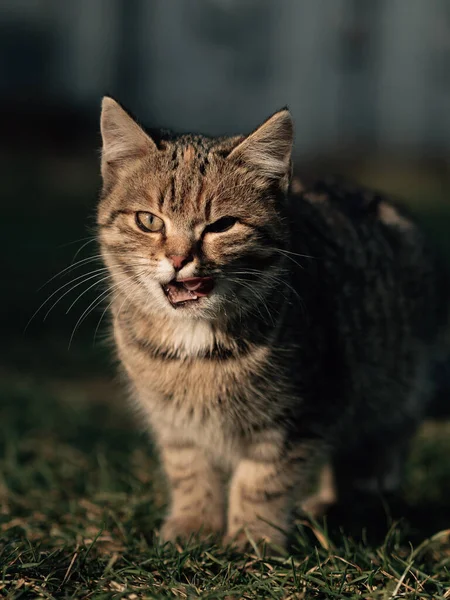 Katze Garten Niedliche Kätzchen Freien — Stockfoto