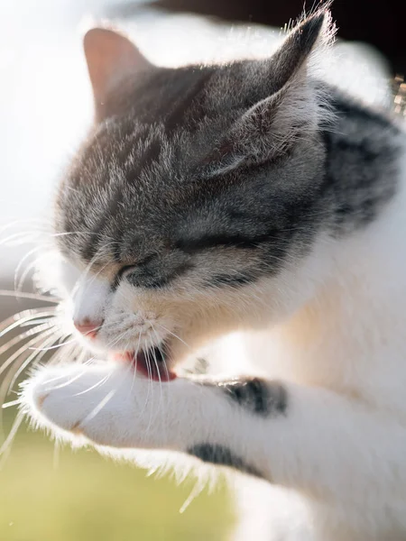 Кіт Саду Милий Кошеня Відкритому Повітрі — стокове фото