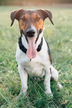 Yorgun köpek koştuktan sonra dinleniyor..