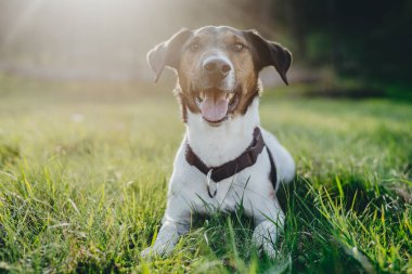 Teriyer köpek dışarıda dinleniyor. Akıllı köpek surat..