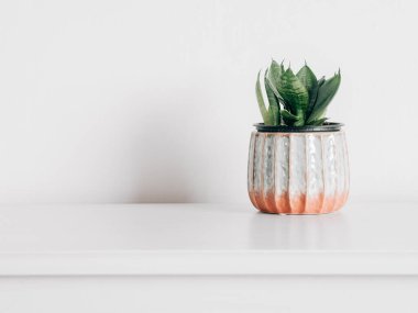 Minimalist İskandinav iç tasarımı. Vazoda çiçek ve beyaz arkaplan.