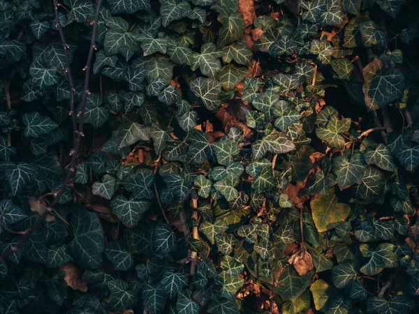 Ivy Background Ivy Sur Mur — Photo