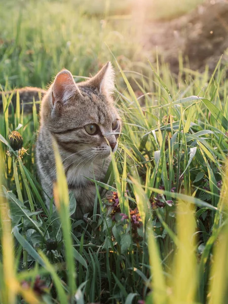 Chat Marchant Dans Herbe Chaton Coucher Soleil — Photo