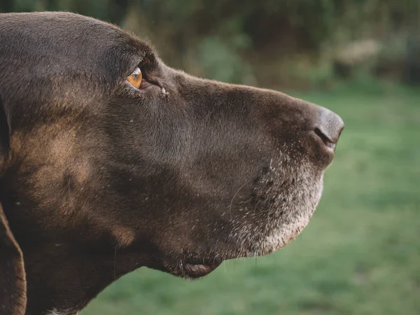 Mengendus Hidung Anjing Tutup Dari Mengendus Anjing — Stok Foto