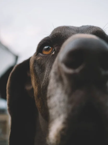 Wąchający Nos Psa Zbliżenie Psa Węszącego — Zdjęcie stockowe