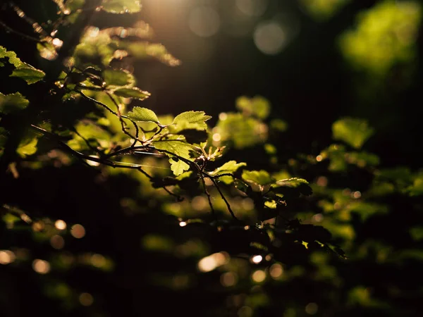 Hojas Luz Del Sol Foto Naturaleza Malhumorada —  Fotos de Stock