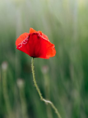 izole kırmızı gelincik çiçeği