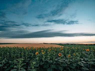 Ayçiçeği ve gökyüzü tarlası