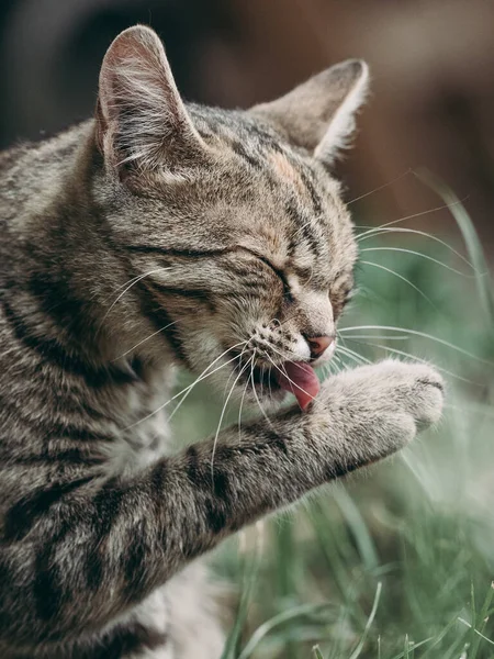 고양이 고양이의 초상화 — 스톡 사진