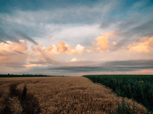Buğday Tarlasında Gün Batımı Tarım Arazisi — Stok fotoğraf
