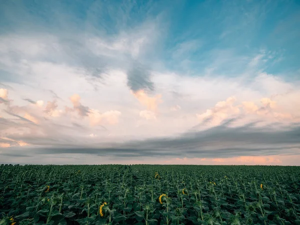 Campo Girasoles Cielo — Foto de Stock