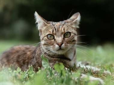 Kedi dışarıda, genç dişi kedi