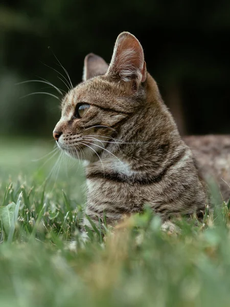 外面的猫 年轻的母猫 — 图库照片