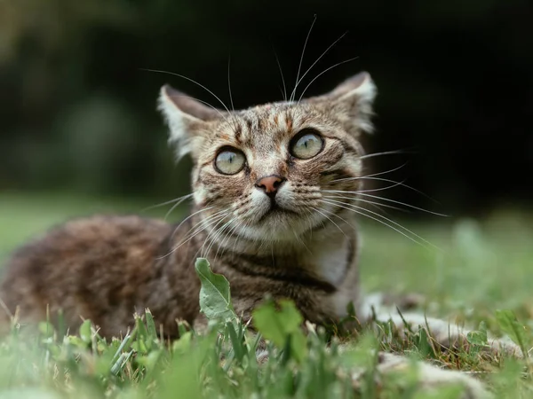 Pisică Aer Liber Tânără Femeie Pisică — Fotografie, imagine de stoc