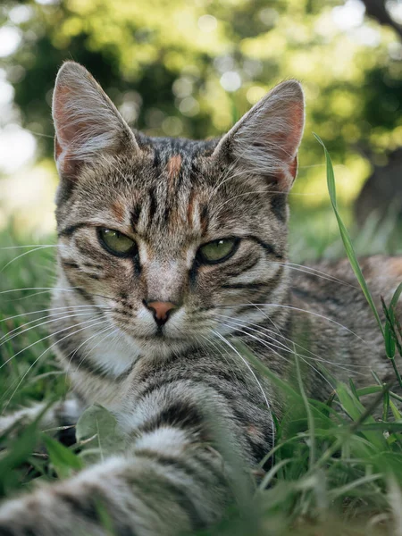 Kattenportret Schattig Katje Buiten — Stockfoto