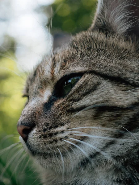 Cat Portrait Cute Cat Outdoor — Stock Photo, Image