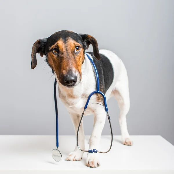 Veterinary Care — Stock Photo, Image