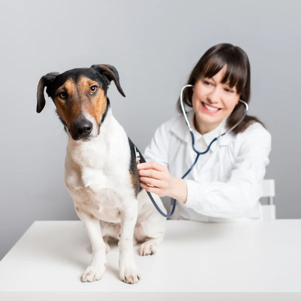 Veterinaire verzorging — Stockfoto