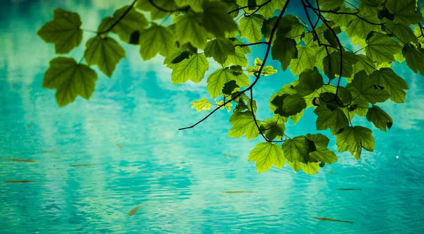 Hojas verdes sobre la superficie del agua — Foto de Stock