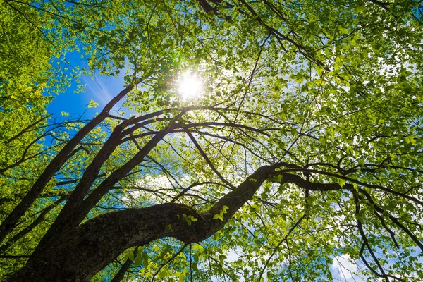 Beams of the sun — Stock Photo, Image