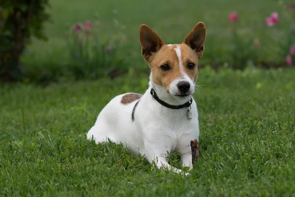 Bonito jack russell terrier cão sentado no grama — Fotografia de Stock
