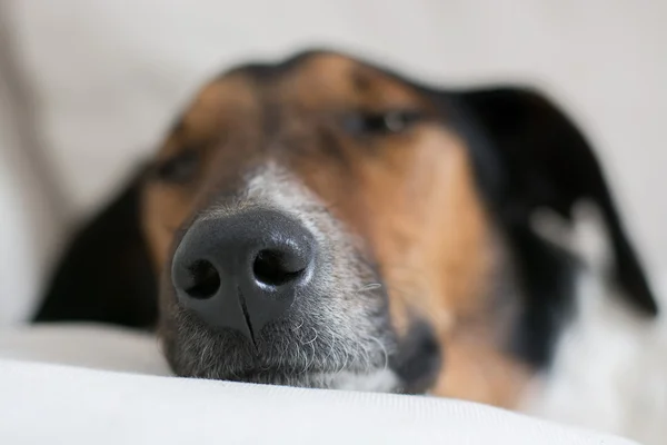 Собака нос — стоковое фото