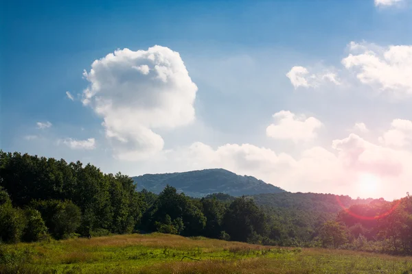 Into the wild — Stock Photo, Image