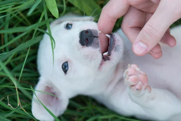 Playful cute dog — Stock Photo, Image