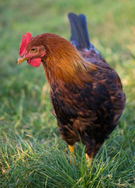 bahçede tavuk yumurta atarken biyo tarım