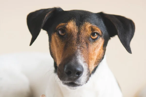 Cão bonito — Fotografia de Stock