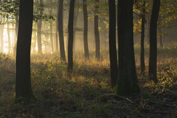 Podzimní les — Stock fotografie