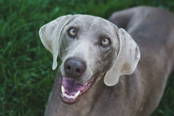 Niedlicher Hund bettelt um Futter — Stockfoto